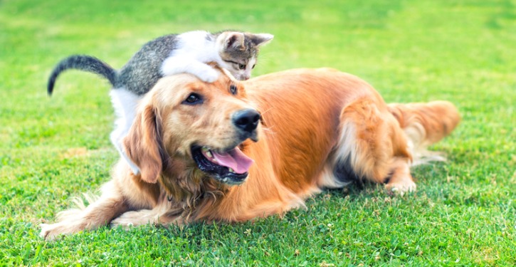 4-tips-for-pet-insurance