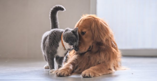 nationalpetmonth national-pet-month