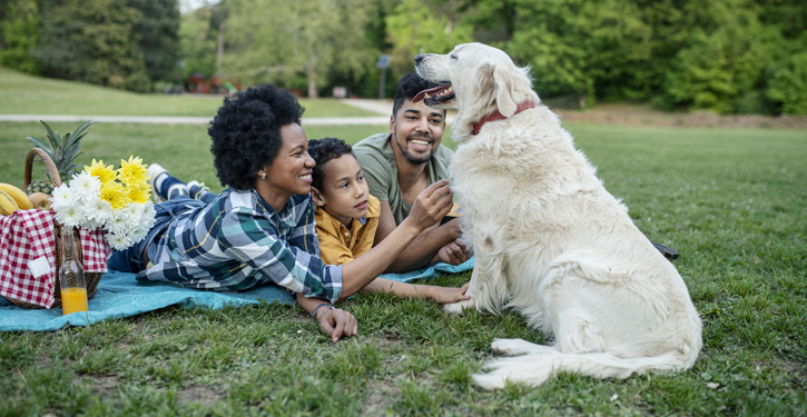 summer-pet-health