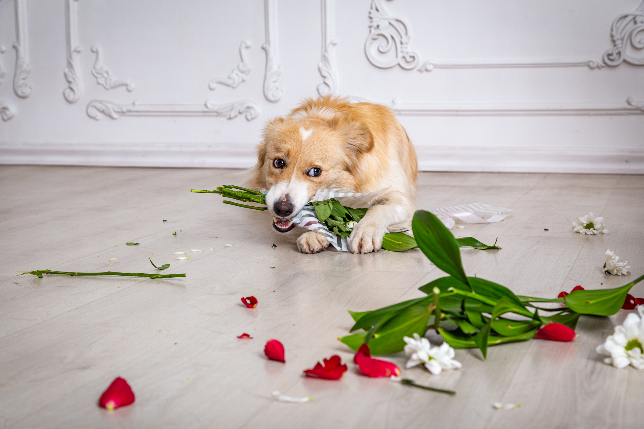 Border collie dog with torn flower bouquet in his teeth at home.
